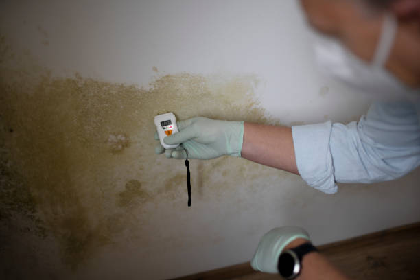 Best Mold Damage Repair  in University Gardens, NY