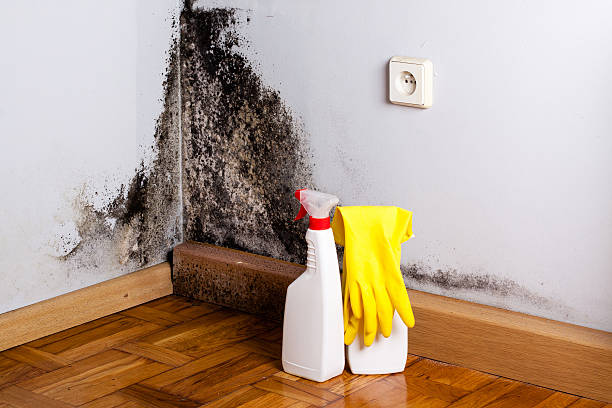 Best Attic Mold Removal  in University Gardens, NY