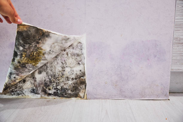 Best Mold Damage Repair  in University Gardens, NY